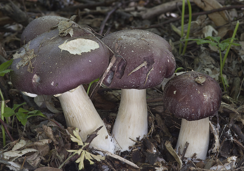 Stropharia rugosoannulata